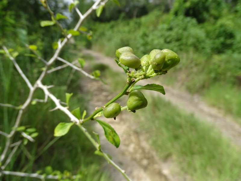 Hybanthus yucatanensis photo 6