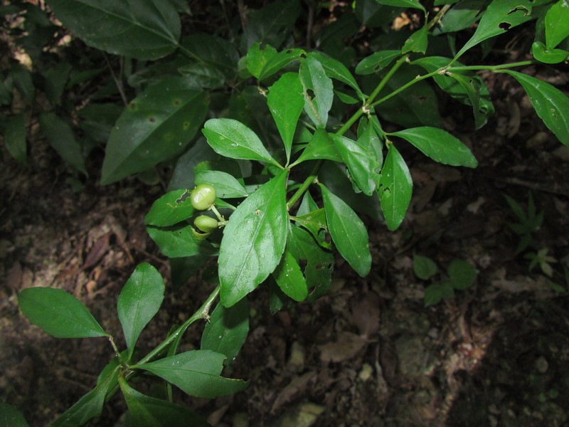Hybanthus yucatanensis photo 7