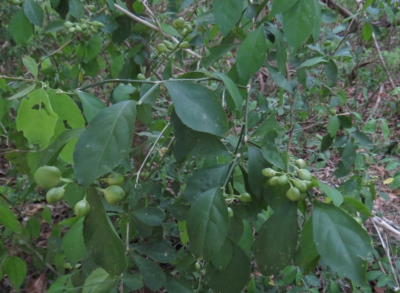 Hybanthus yucatanensis photo 8