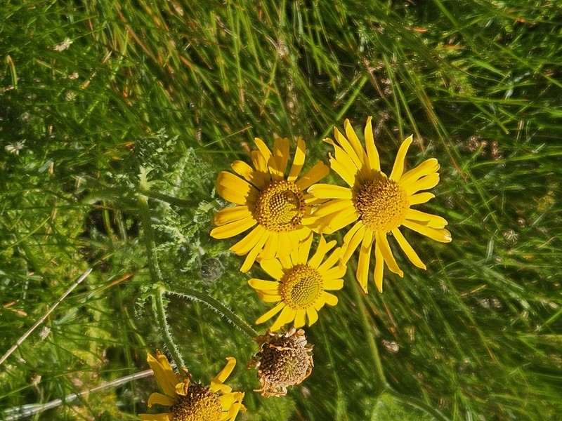 Hybridella globosa