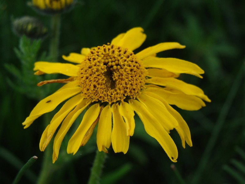 Hybridella globosa photo 3