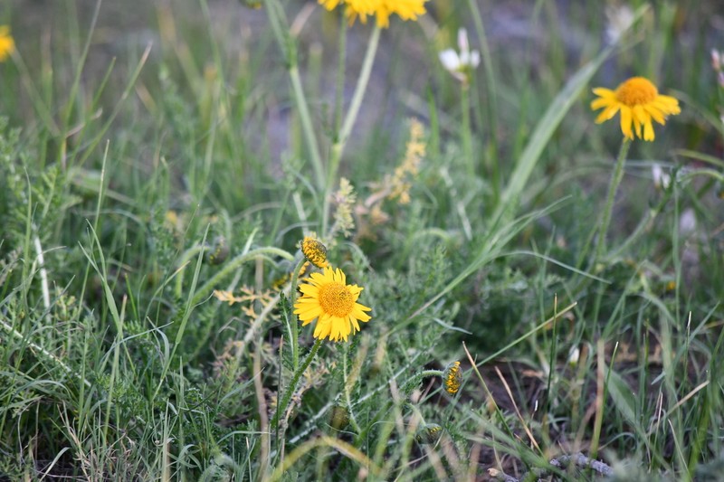 Hybridella globosa photo 4