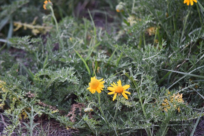 Hybridella globosa photo 5