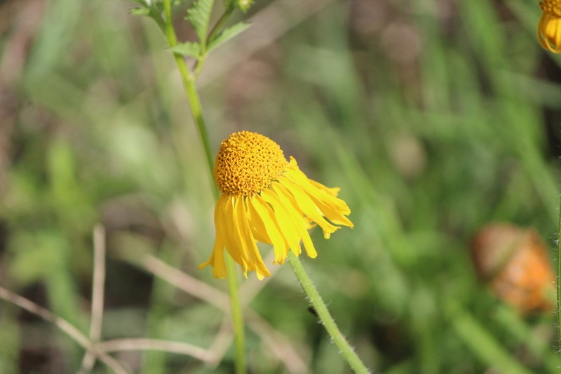 Hybridella globosa photo 6
