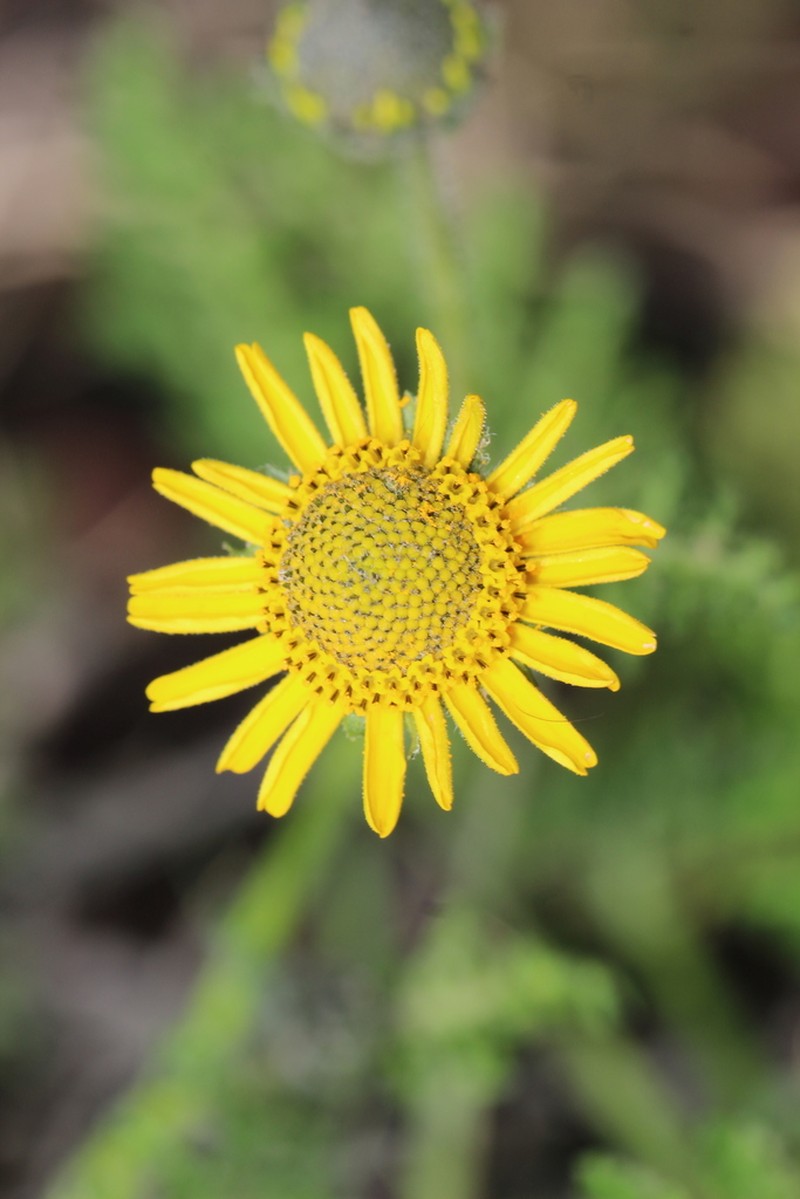 Hybridella globosa photo 7