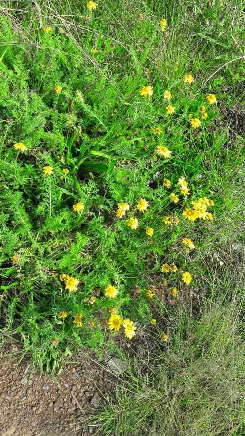 Hybridella globosa photo 8