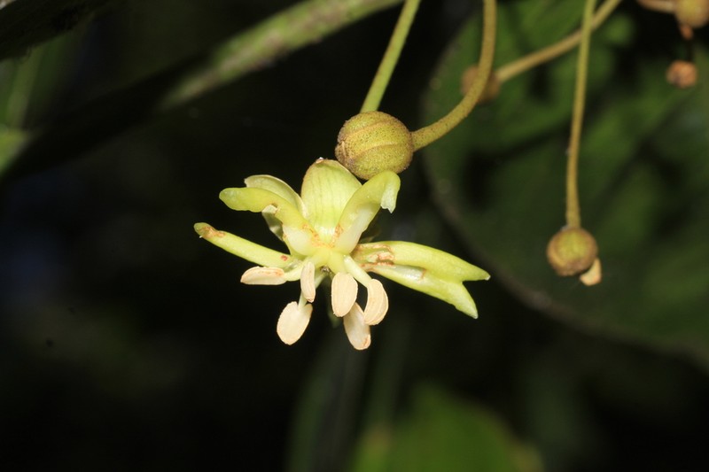 Hydnocarpus alpinus