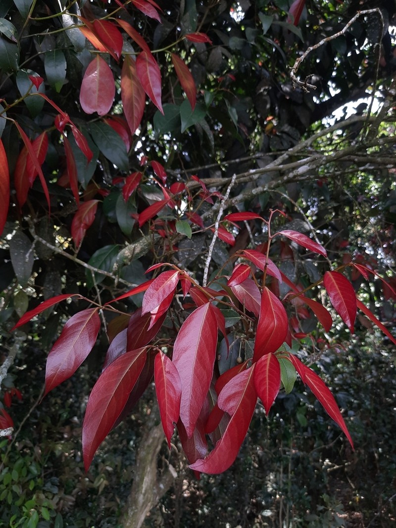 Hydnocarpus alpinus photo 2