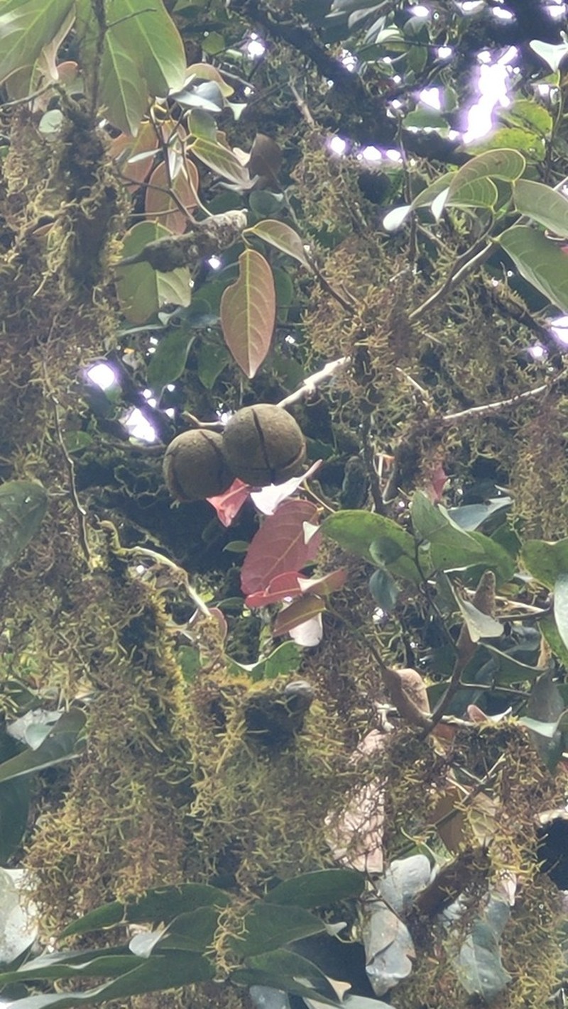 Hydnocarpus alpinus photo 3