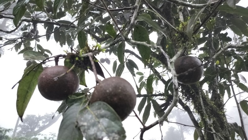 Hydnocarpus alpinus photo 4