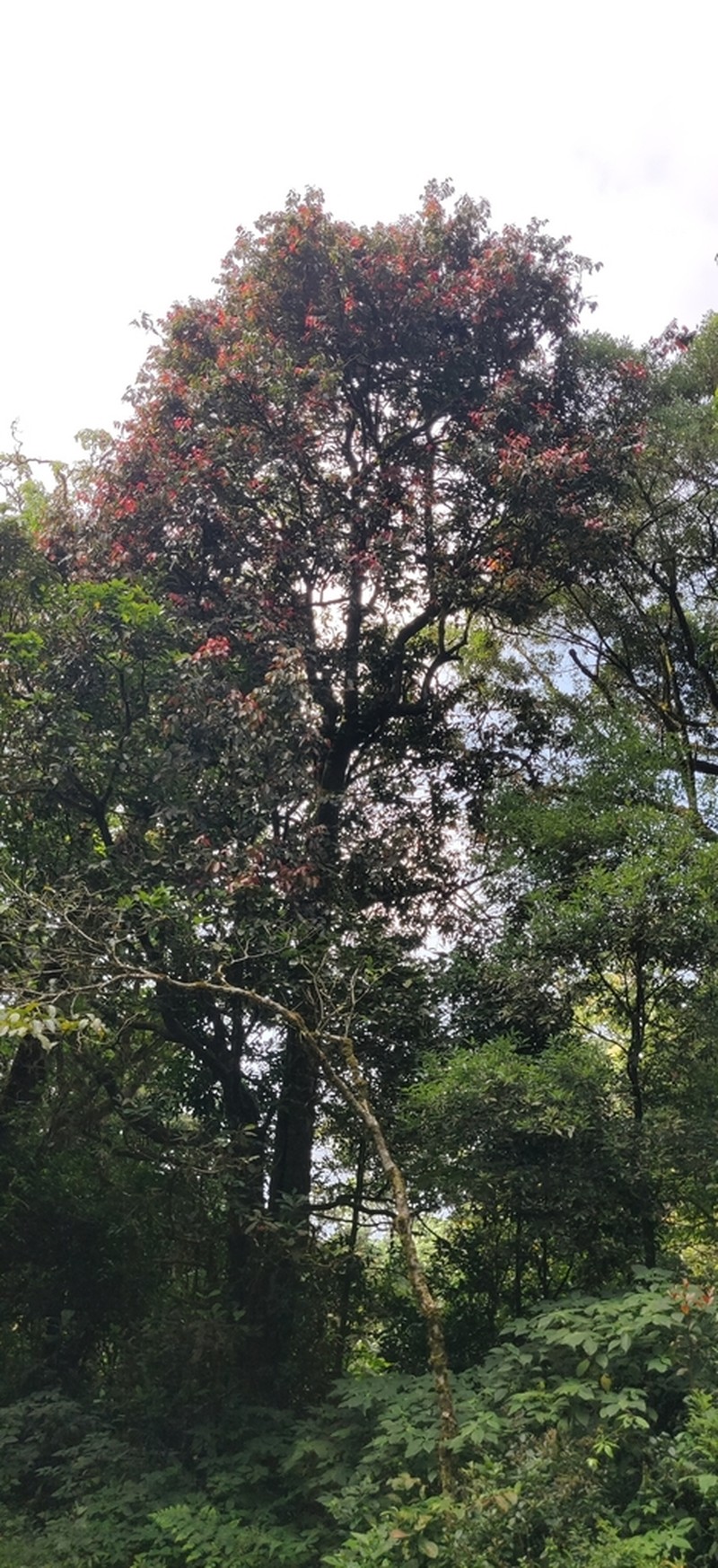Hydnocarpus alpinus photo 5