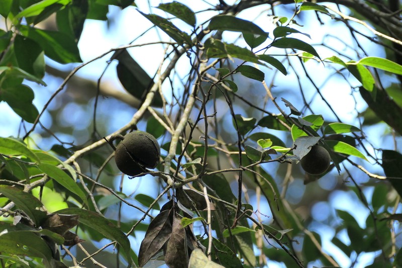 Hydnocarpus alpinus photo 6