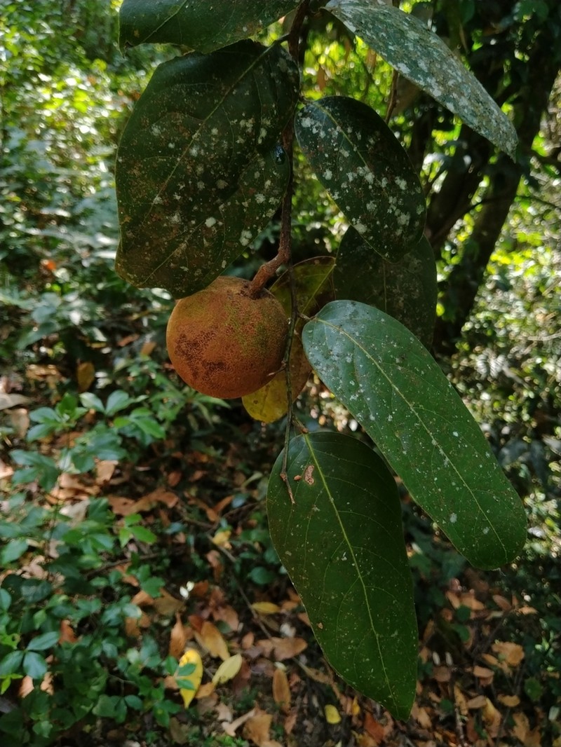 Hydnocarpus alpinus photo 7