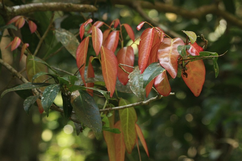 Hydnocarpus alpinus photo 8