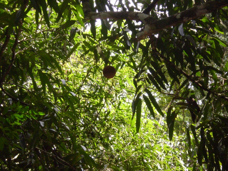 Hydnocarpus annamensis