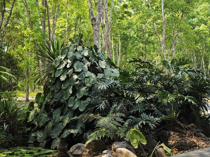 Hydnocarpus annamensis photo 2