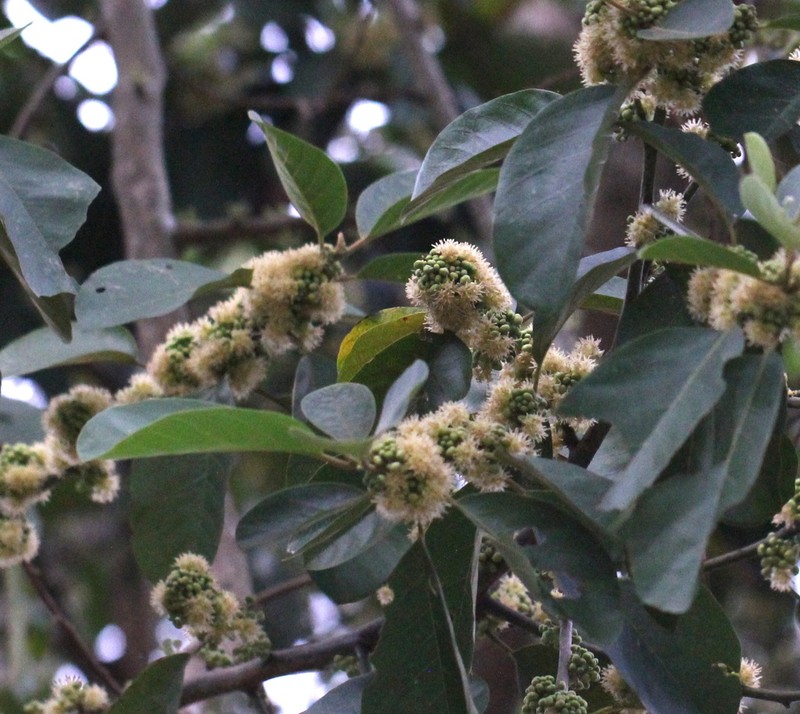 Hydnocarpus annamensis photo 3