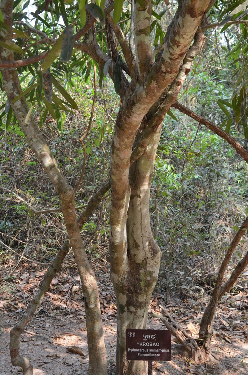 Hydnocarpus annamensis photo 4