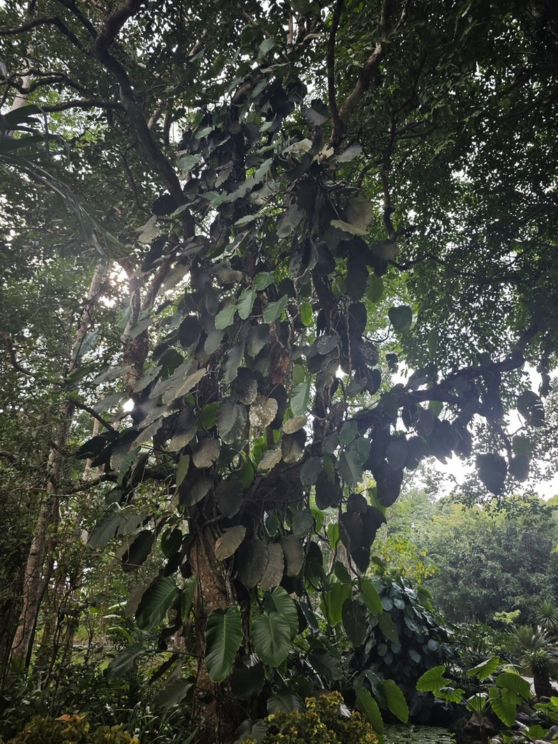 Hydnocarpus annamensis photo 5