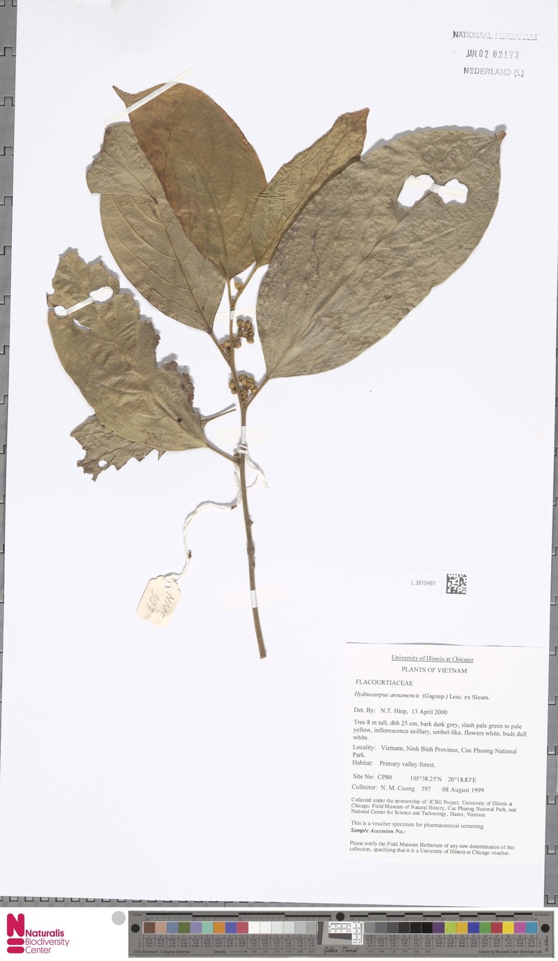 Hydnocarpus annamensis photo 6