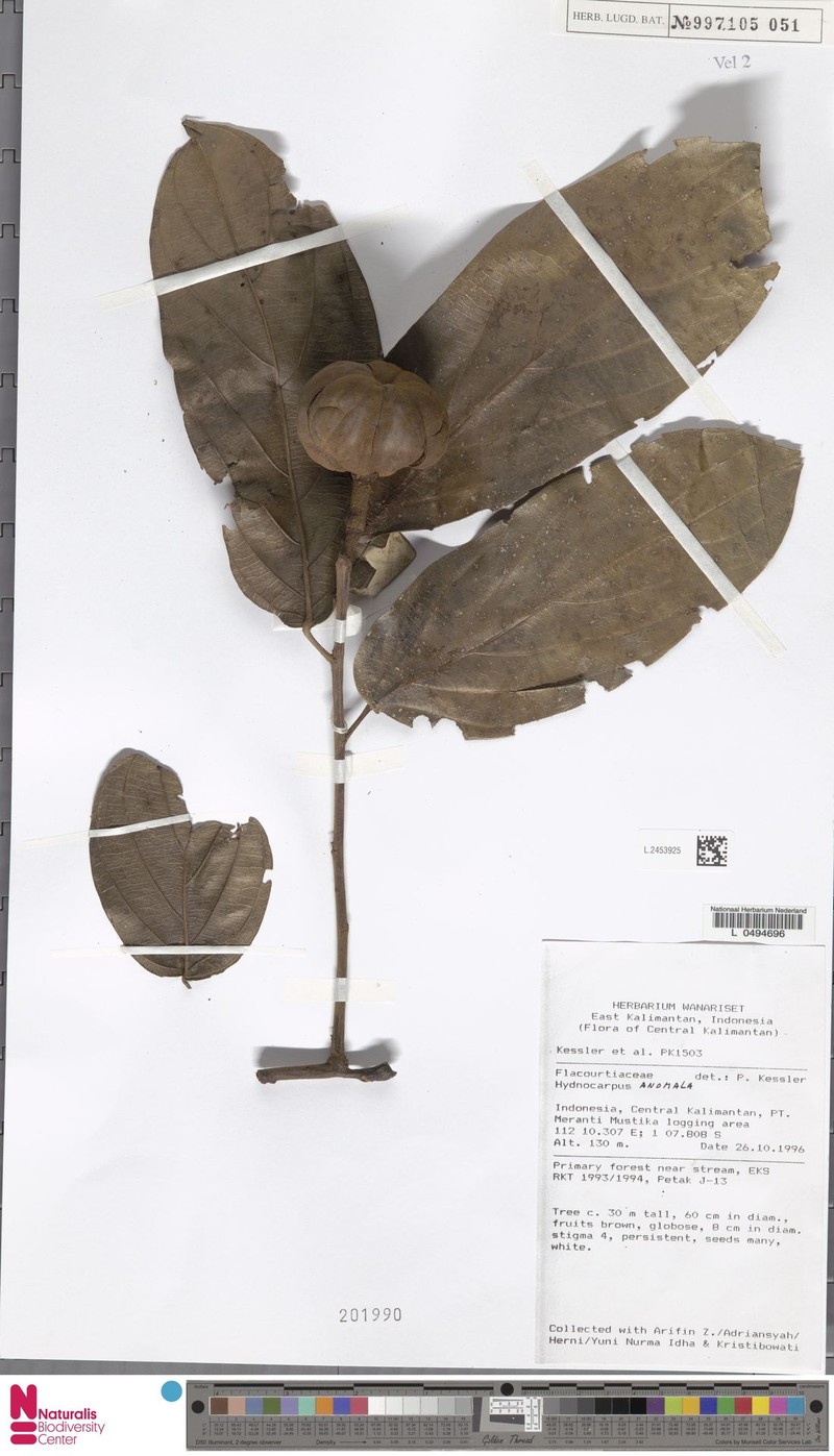 Hydnocarpus anomalus
