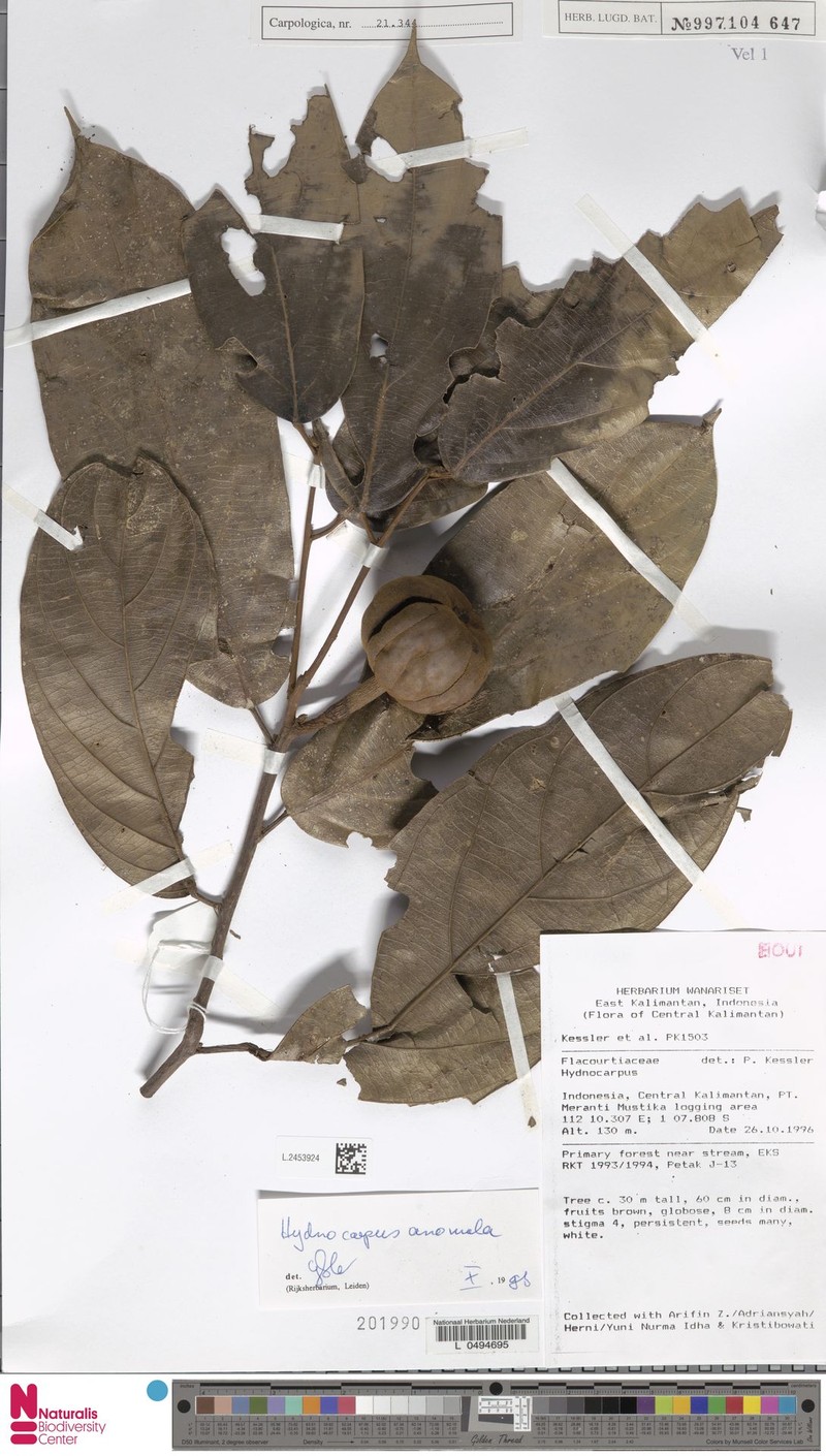 Hydnocarpus anomalus photo 2