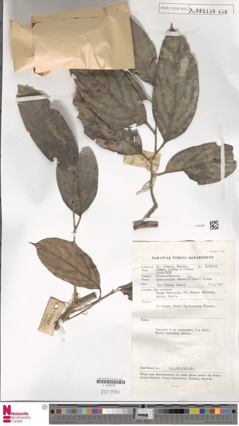 Hydnocarpus anomalus photo 3