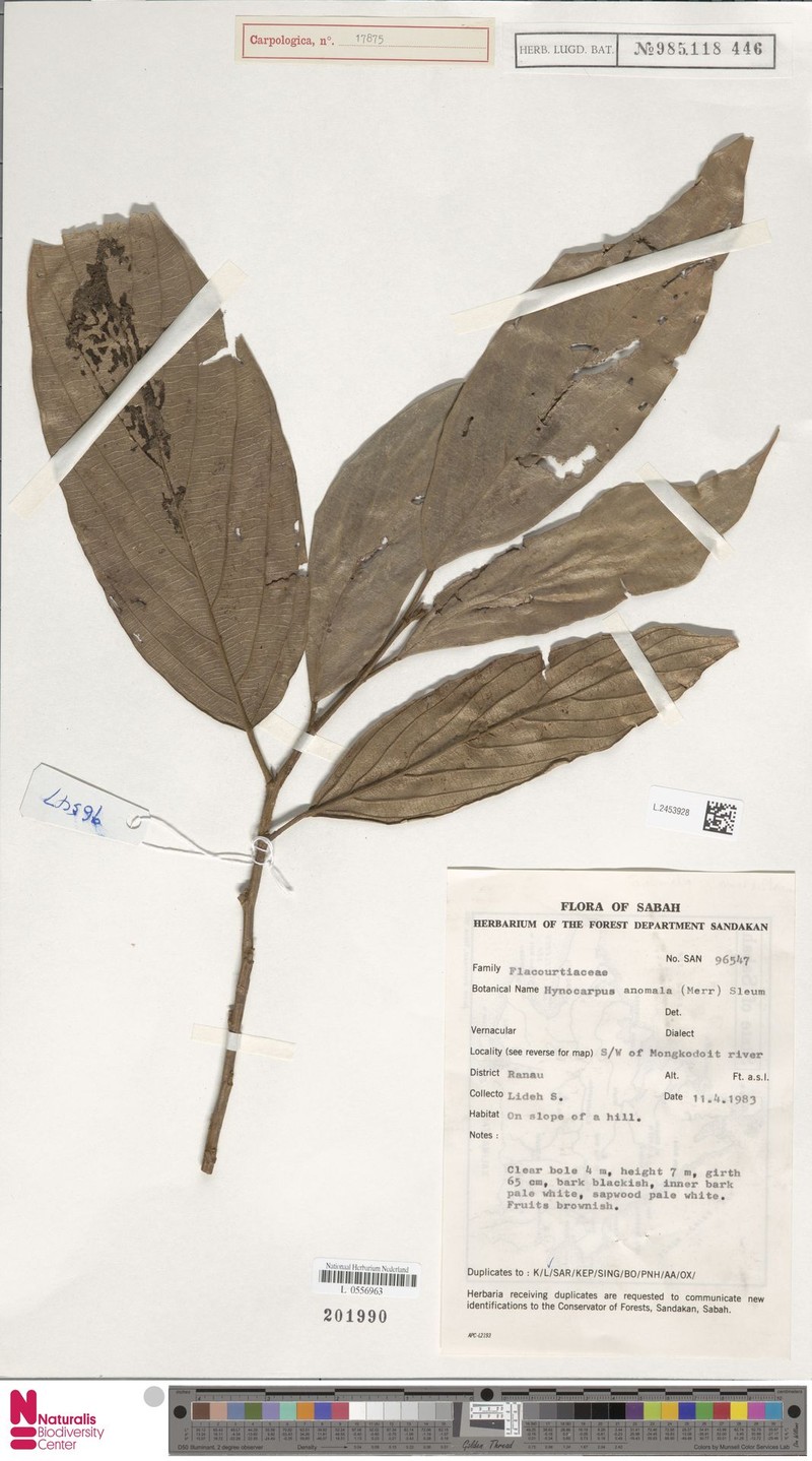 Hydnocarpus anomalus photo 4