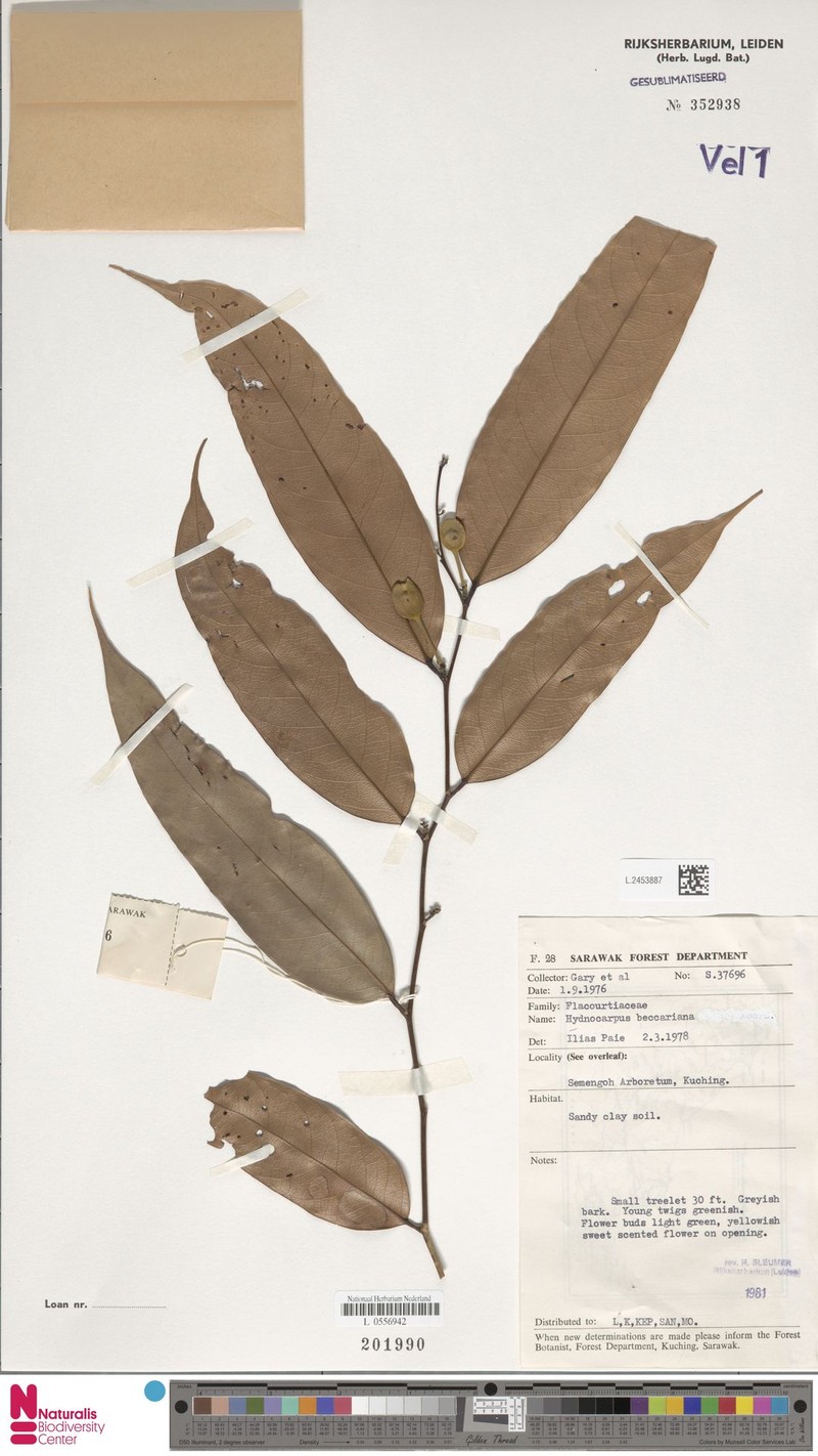 Hydnocarpus beccarianus