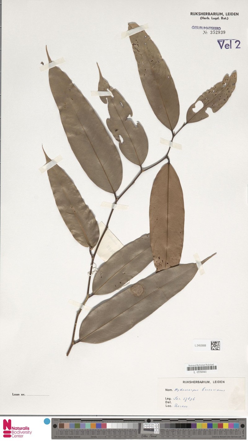 Hydnocarpus beccarianus photo 2