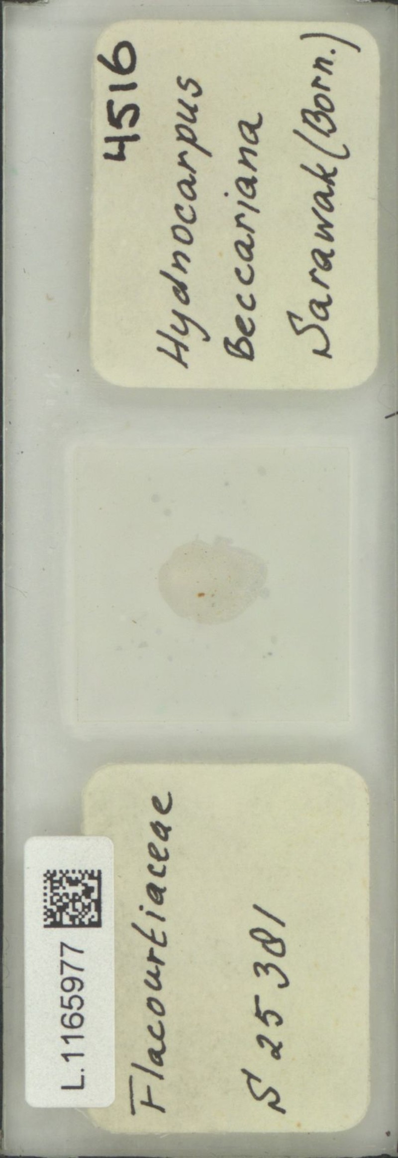 Hydnocarpus beccarianus photo 3