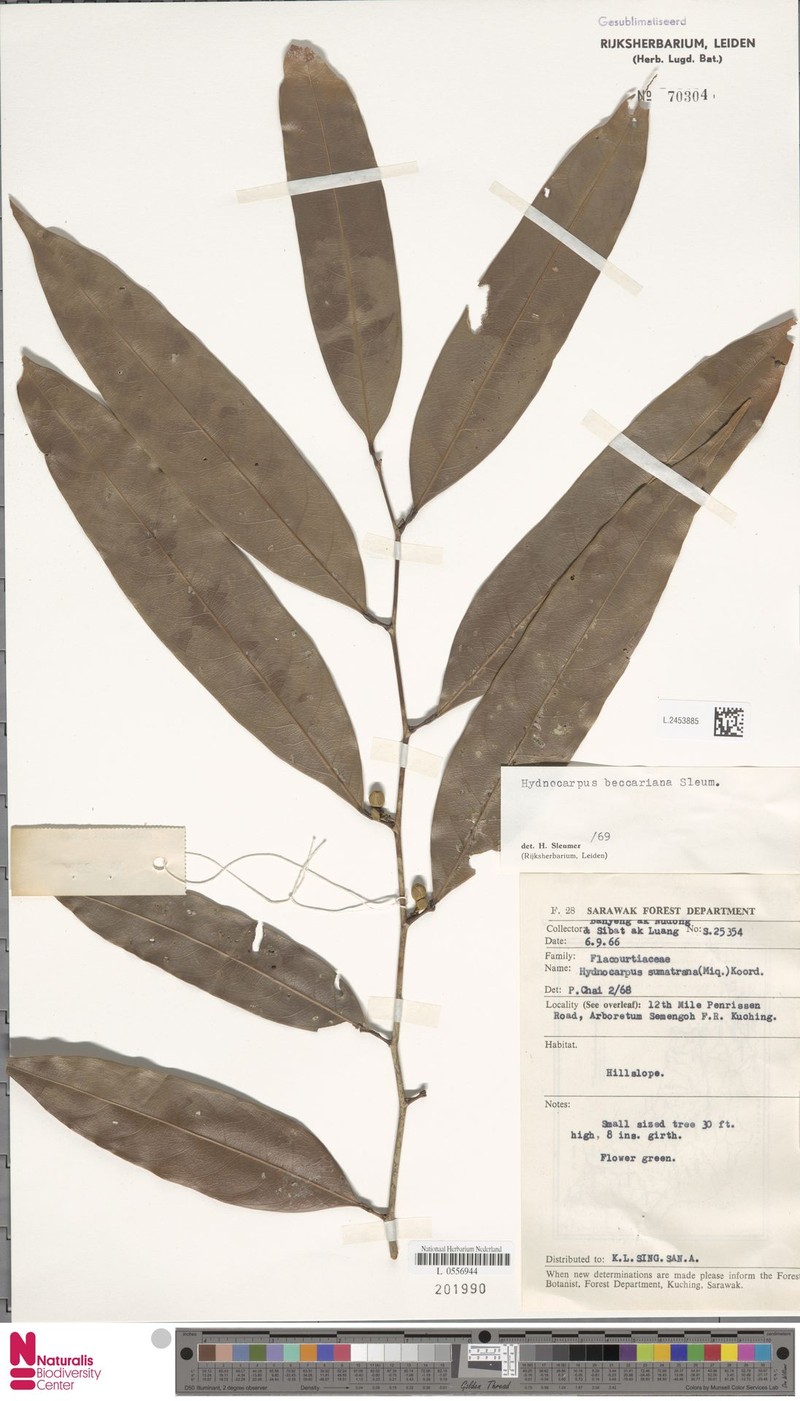 Hydnocarpus beccarianus photo 4