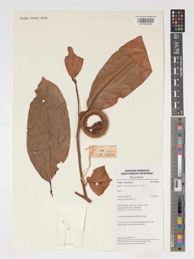 Hydnocarpus borneensis