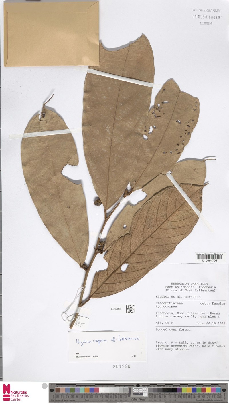 Hydnocarpus borneensis photo 2