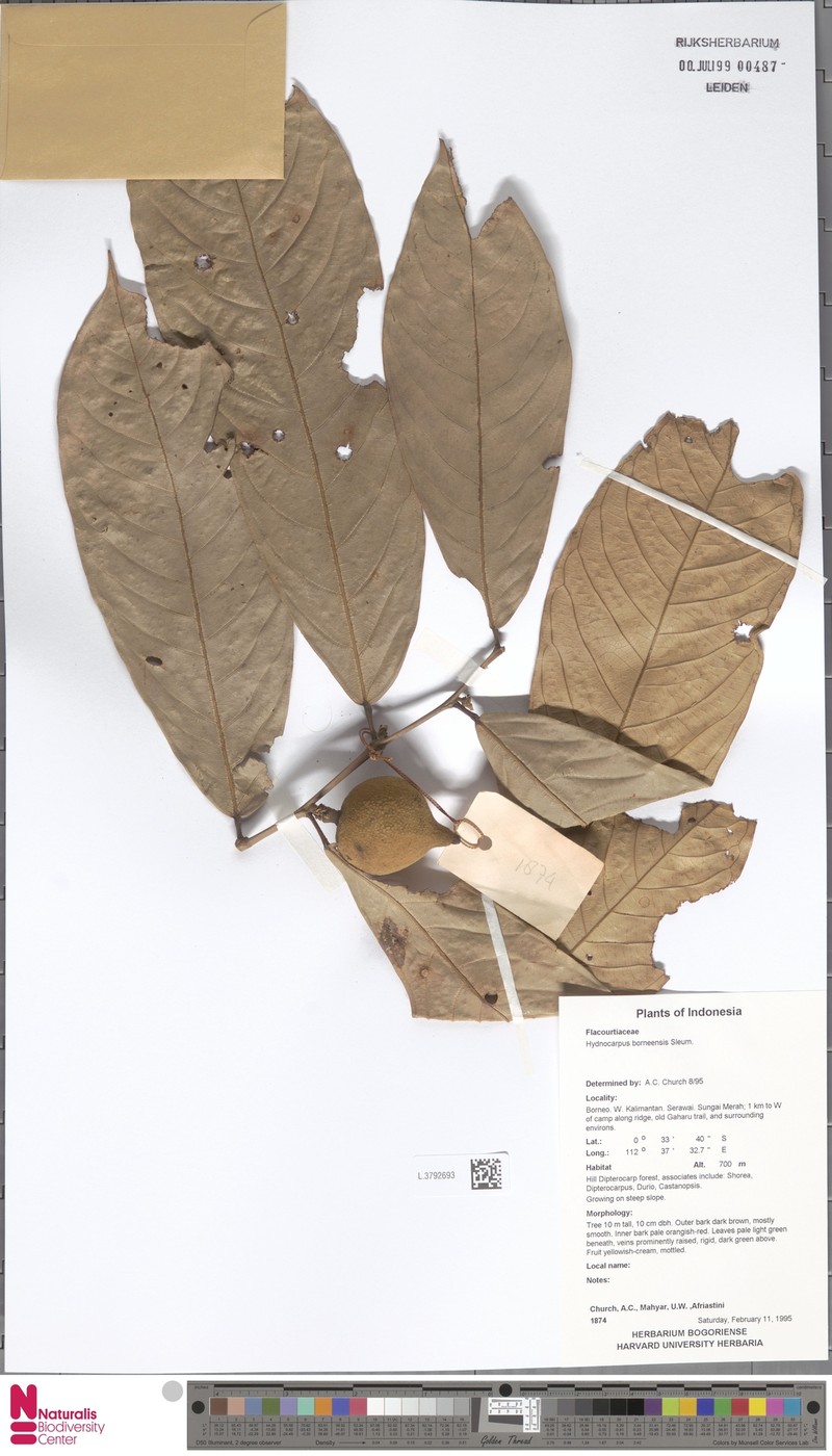 Hydnocarpus borneensis photo 3