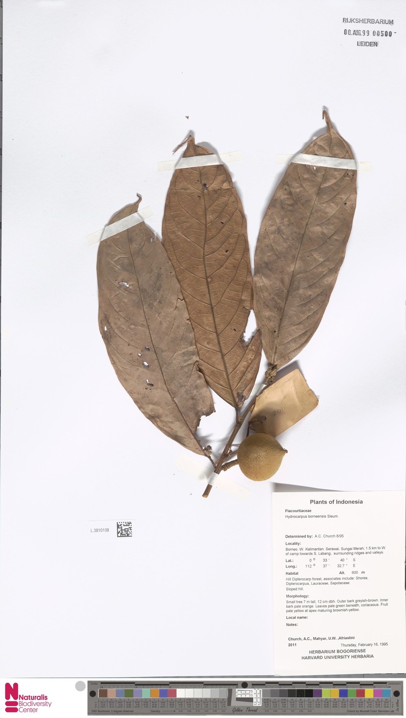 Hydnocarpus borneensis photo 4