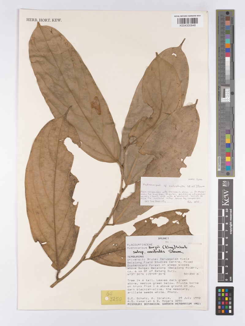 Hydnocarpus calophyllus