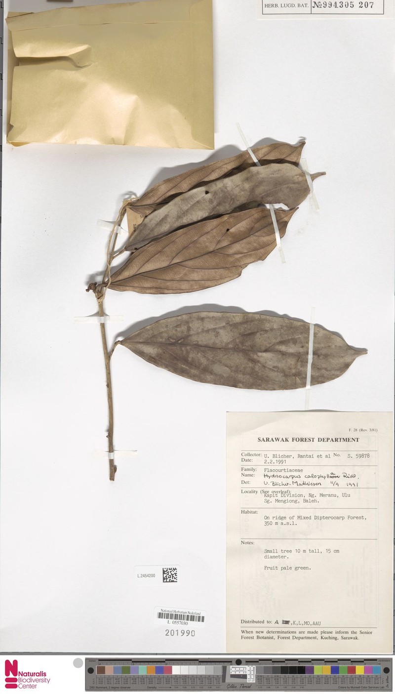 Hydnocarpus calophyllus photo 2
