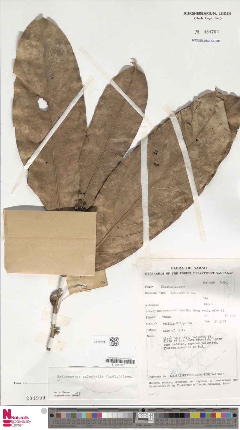 Hydnocarpus calophyllus photo 4