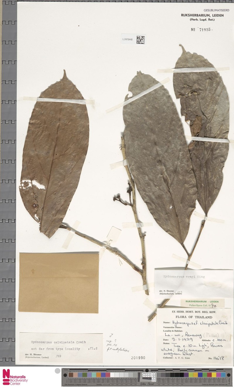 Hydnocarpus calvipetalus photo 2
