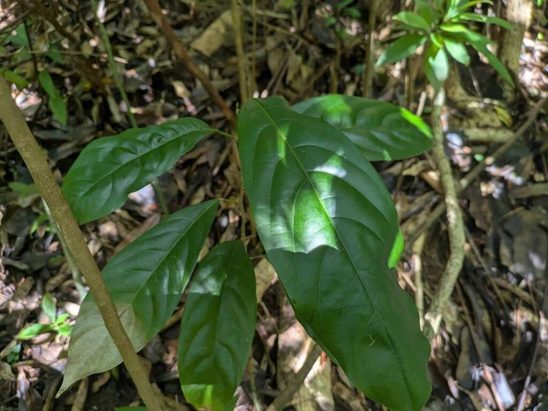 Hydnocarpus castaneus