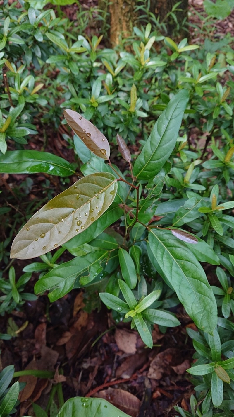 Hydnocarpus castaneus photo 2