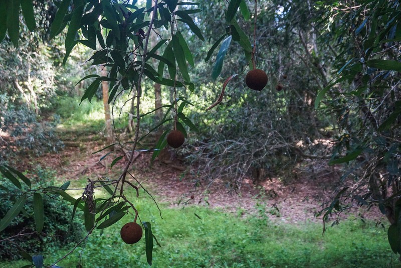 Hydnocarpus castaneus photo 3