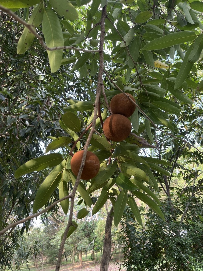 Hydnocarpus castaneus photo 4