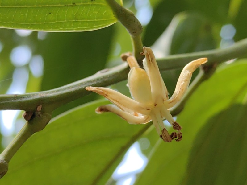 Hydnocarpus castaneus photo 5