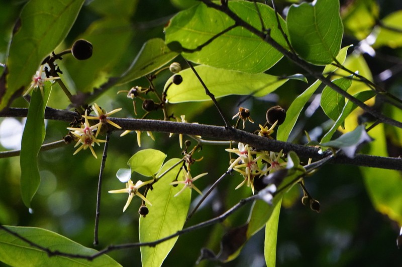 Hydnocarpus castaneus photo 6