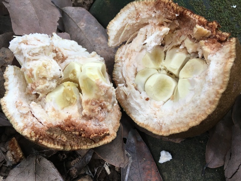 Hydnocarpus castaneus photo 7