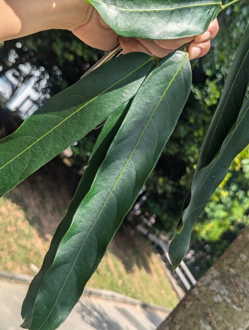 Hydnocarpus castaneus photo 8