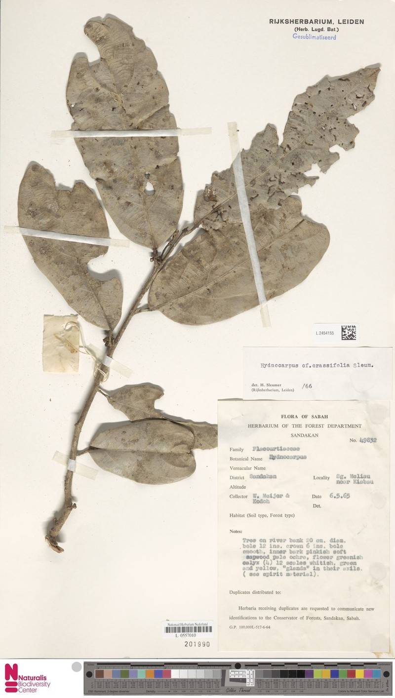 Hydnocarpus crassifolius