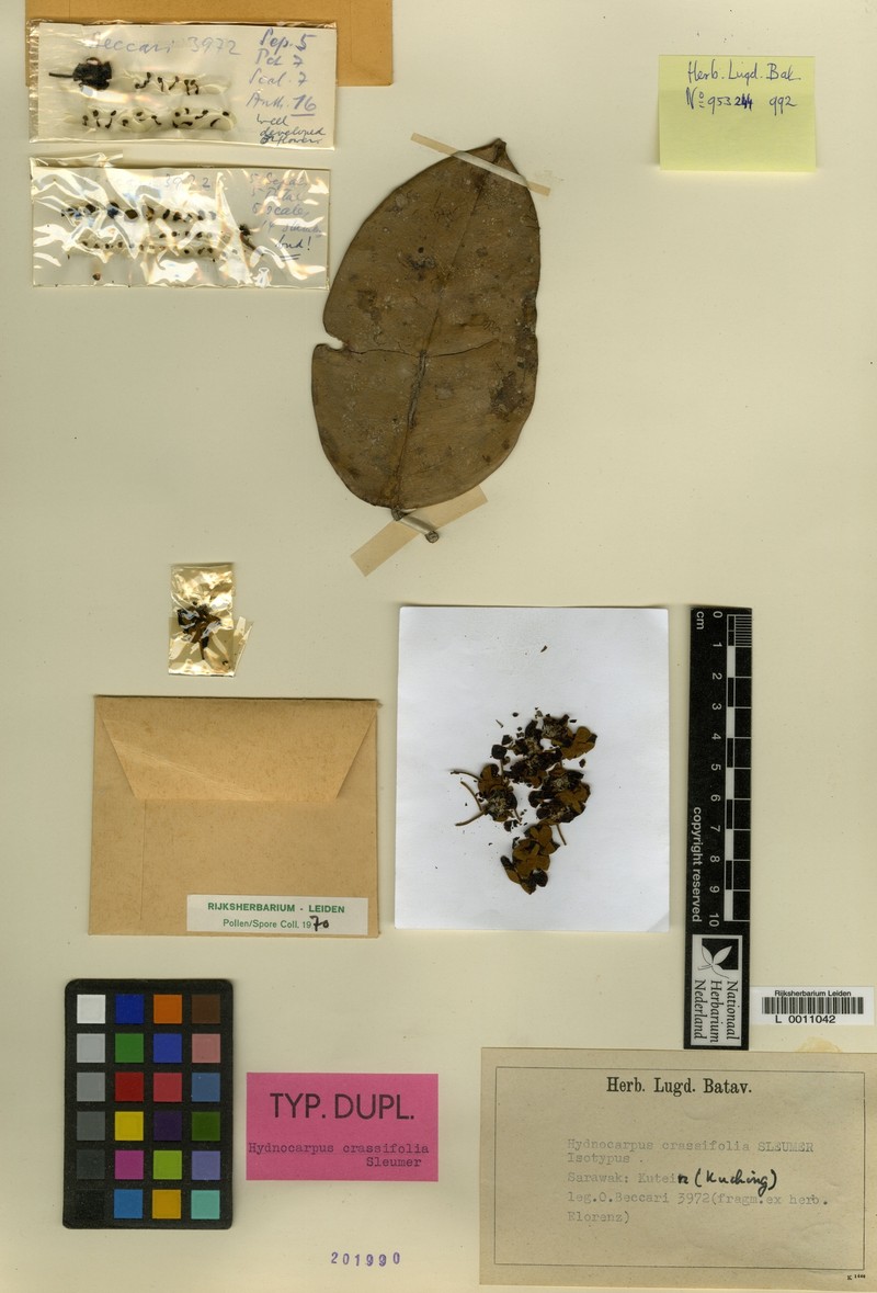 Hydnocarpus crassifolius photo 2
